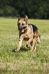 running German Shepherd