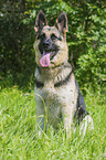 sitting German Shepherd
