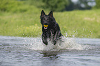 playing German Shepherd