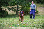 running German Shepherd
