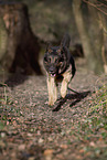 running German Shepherd