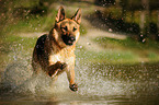running German Shepherd