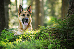 German Shepherd Portrait