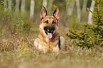 lying German Shepherd