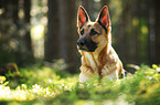 German Shepherd Portrait