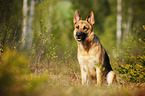 sitting German Shepherd
