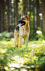 standing German Shepherd