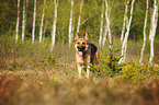 standing German Shepherd