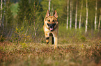 running German Shepherd