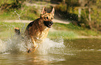 running German Shepherd