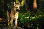 standing German Shepherd