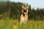 sitting German Shepherd