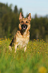 sitting German Shepherd