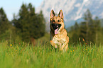 running German Shepherd
