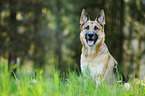 sitting German Shepherd