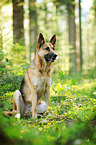 sitting German Shepherd