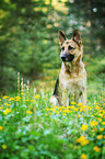 sitting German Shepherd