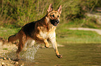 running German Shepherd