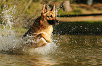 running German Shepherd