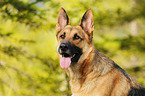 German Shepherd Portrait