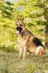 sitting German Shepherd