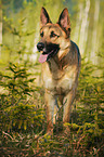 standing German Shepherd