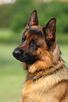 German Shepherd Portrait
