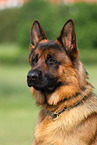 German Shepherd Portrait