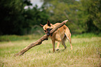 playing German Shepherd