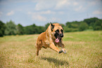 running German Shepherd