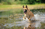 running German Shepherd