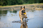 playing German Shepherd