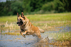 running German Shepherd