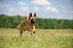 running German Shepherd