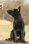 young German Shepherd