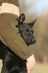 young German Shepherd