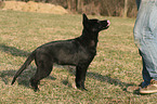 young German Shepherd