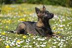 German Shepherd Puppy in the meadow