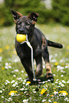 German Shepherd Puppy in the meadow