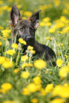 German Shepherd Puppy in the meadow