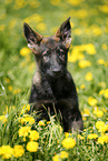 German Shepherd Puppy in the meadow