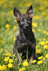 German Shepherd Puppy in the meadow