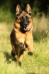 running German Shepherd