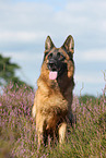 sitting German Shepherd
