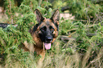 German Shepherd Portrait
