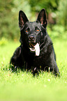 lying German Shepherd