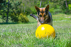 German Shepherd Dog