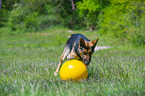 playing German Shepherd Dog