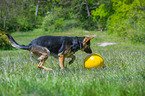 playing German Shepherd Dog