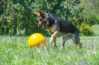 playing German Shepherd Dog